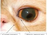 Болести на очите Котки Болести на очите Котки
