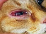 Болести на очите Котки Болести на очите Котки