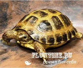 Какво може да ви даде костенурки