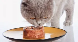 Котките обичат да се хранят котките