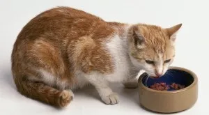 Котките обичат да се хранят котките