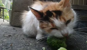 Котките обичат да се хранят котките