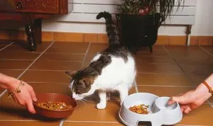 Котките обичат да се хранят котките