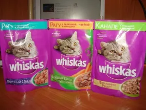 Котките обичат да се хранят котките