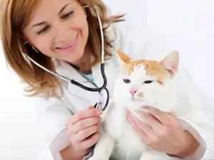 Котките обичат да се хранят котките