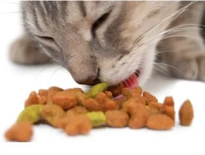 Котките обичат да се хранят котките