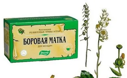 Borovaya матката като чай Borovaya матката като чай