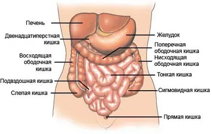 Какво ме боли от лявата страна на корема