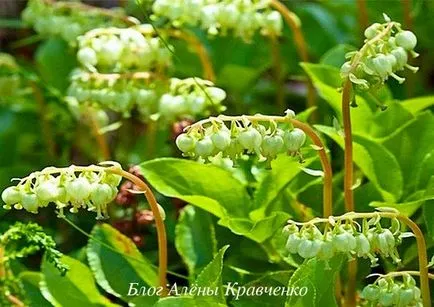Borovaya матката като чай Borovaya матката като чай