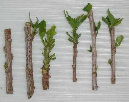 Какви са стъблени резници