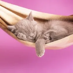 Как да се построи дом за котката Как да се построи дом за котката