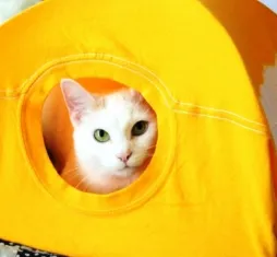 Как да се построи дом за котката