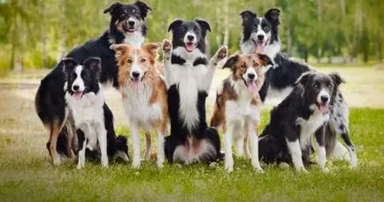 Great Dane киноложка изложба