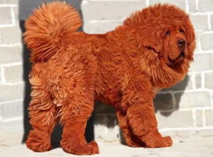 Great Dane киноложка изложба