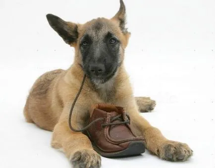 Great Dane киноложка изложба