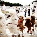 Какво е фрирайд сноуборд