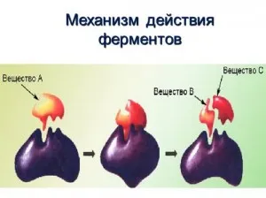 Какво е ензимна реакция