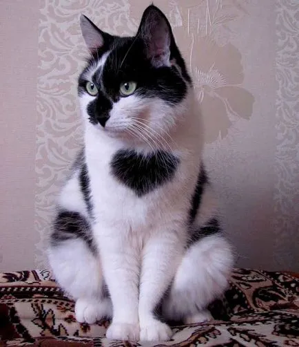 Снимки за любовта котки