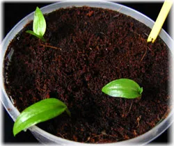 грижа Gloriosa у дома грижа Gloriosa у дома
