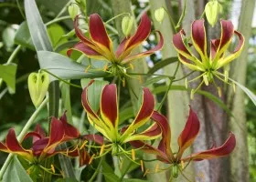 грижа Gloriosa у дома
