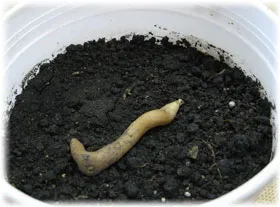 грижа Gloriosa у дома грижа Gloriosa у дома