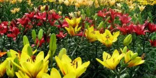 грижа Gloriosa у дома грижа Gloriosa у дома