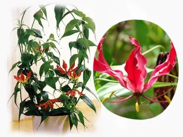 грижа Gloriosa у дома грижа Gloriosa у дома