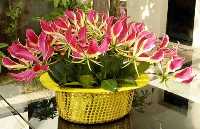 грижа Gloriosa у дома грижа Gloriosa у дома