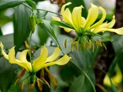 грижа Gloriosa у дома