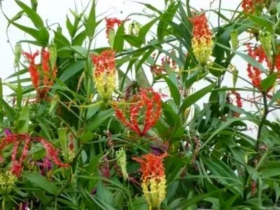 грижа Gloriosa у дома