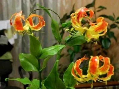 грижа Gloriosa у дома