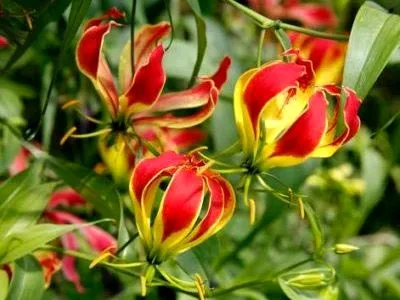 грижа Gloriosa у дома