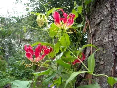 грижа Gloriosa у дома