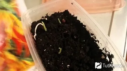 грижа Gloriosa у дома