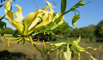 грижа Gloriosa у дома