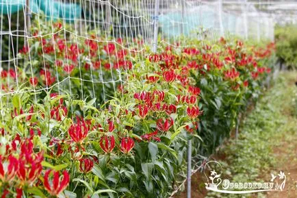 грижа Gloriosa у дома