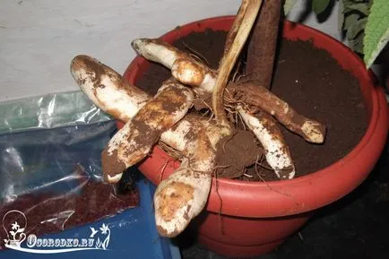 грижа Gloriosa у дома