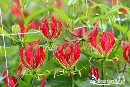 грижа Gloriosa у дома