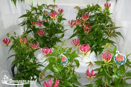 грижа Gloriosa у дома