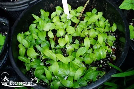 грижа Gloriosa у дома