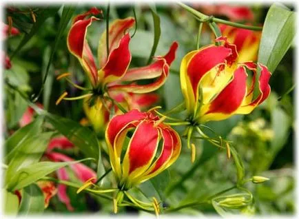 грижа Gloriosa у дома грижа Gloriosa у дома