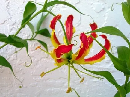 грижа Gloriosa у дома грижа Gloriosa у дома