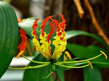 грижа Gloriosa у дома