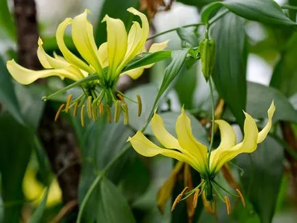 грижа Gloriosa у дома