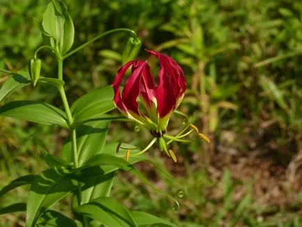 грижа Gloriosa у дома грижа Gloriosa у дома