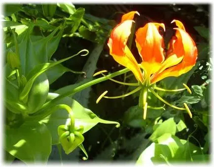 грижа Gloriosa у дома грижа Gloriosa у дома
