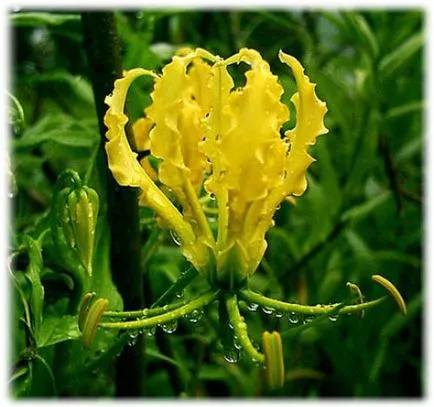 грижа Gloriosa у дома грижа Gloriosa у дома