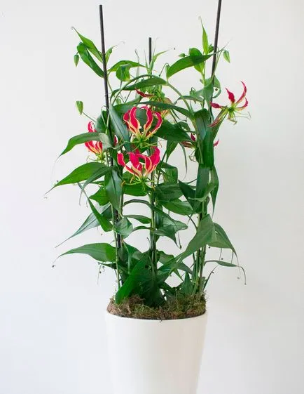 грижа Gloriosa у дома грижа Gloriosa у дома