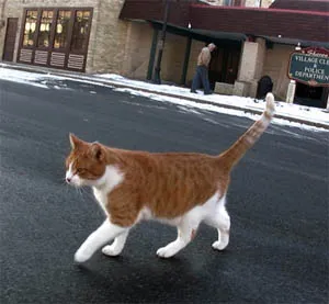 Cat Фреди Шарън