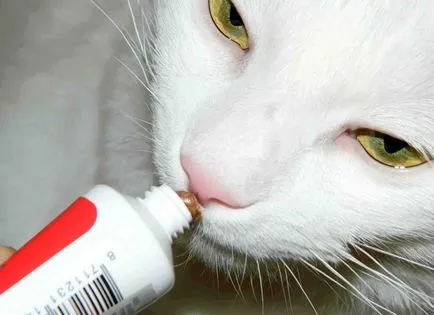 Като котка навеси
